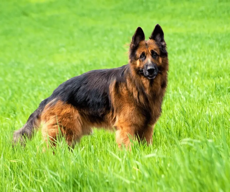 احسن كلاب في العالم