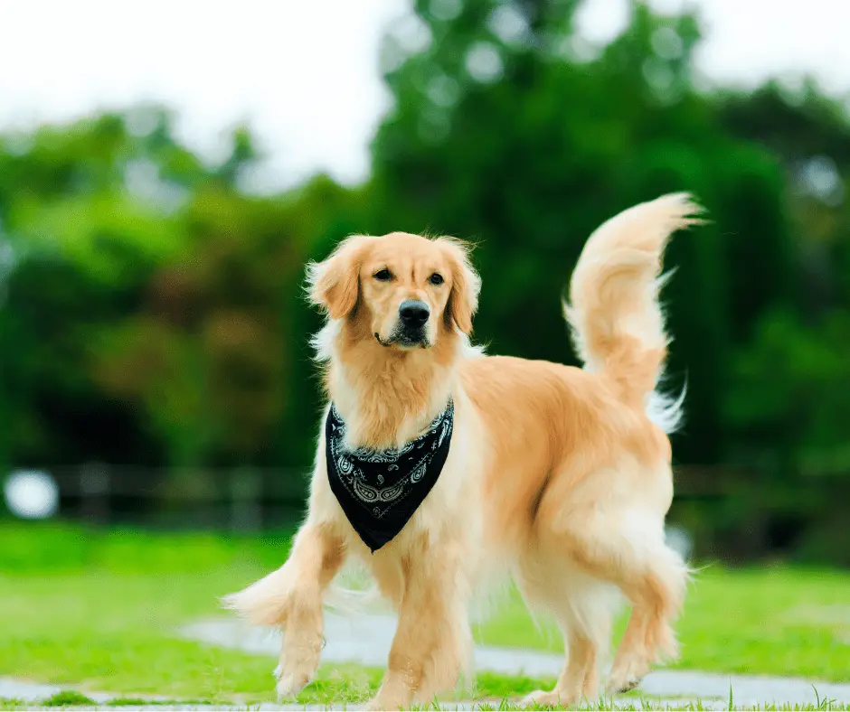 احسن كلاب في العالم