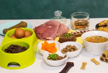 أفضل طعام لكلاب الرود فيلر