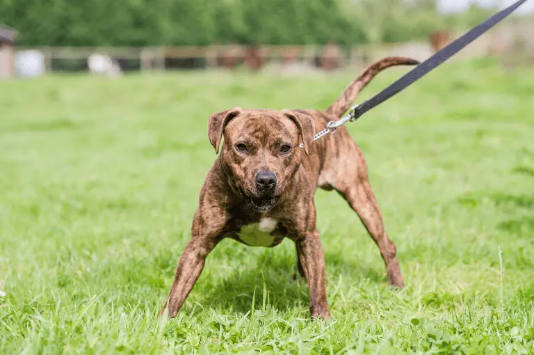 تصرفات زنقة الكلاب وكيفية التعامل معها