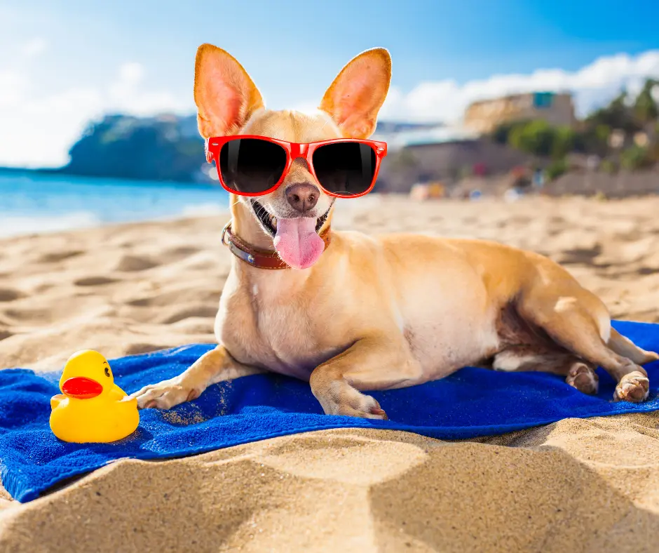 احسن كلاب في العالم