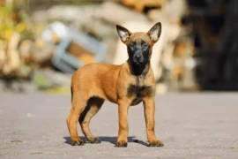 مميزات كلاب البلجيكي الصغيرة