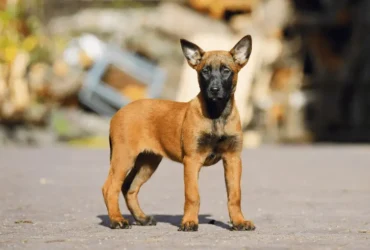 مميزات كلاب البلجيكي الصغيرة