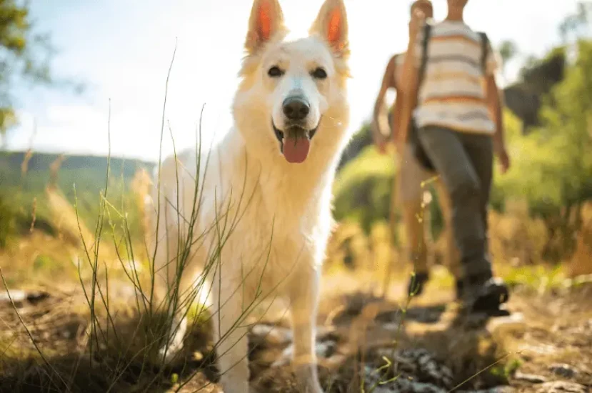 جمال الكلاب البلجيكية البيضاء