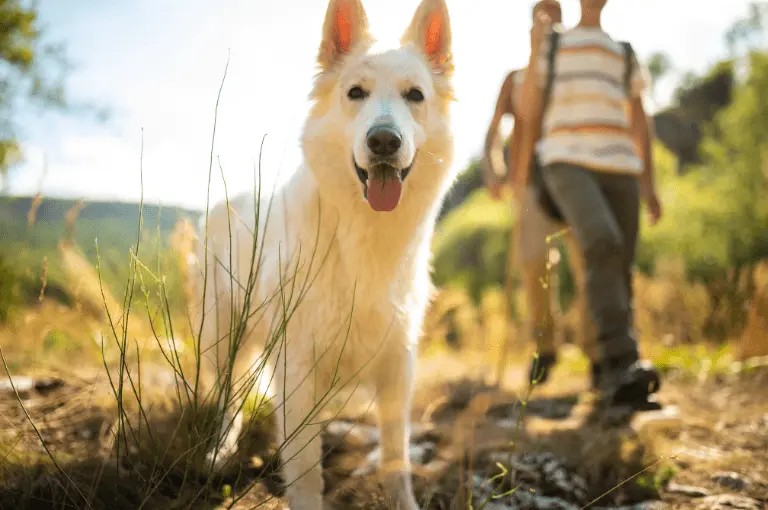 جمال الكلاب البلجيكية البيضاء