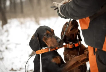 دليل شامل لتدريب كلاب الصيد