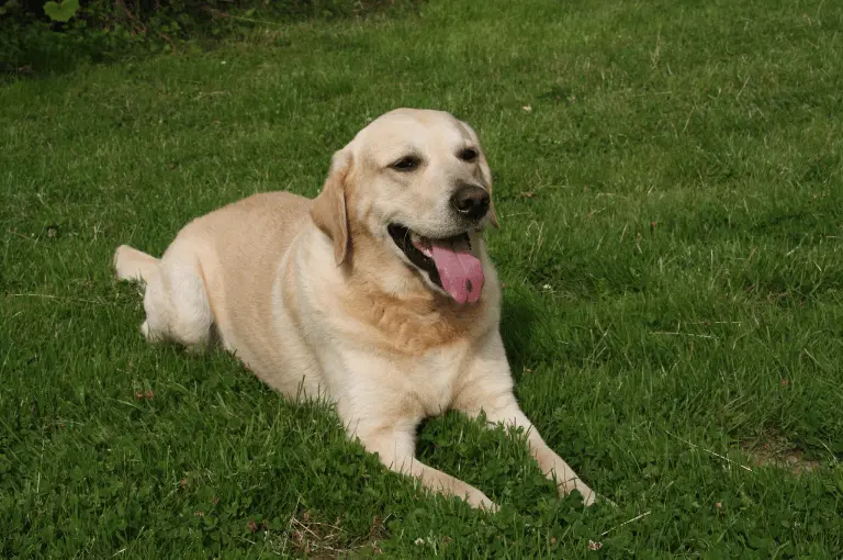 احسن كلاب في العالم