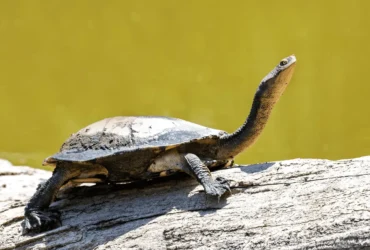 أماكن عيش السلاحف الصغيرة