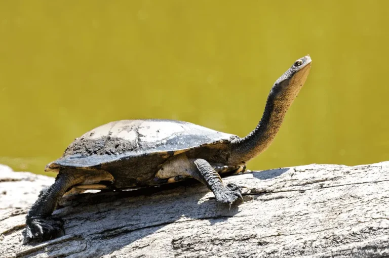 أماكن عيش السلاحف الصغيرة