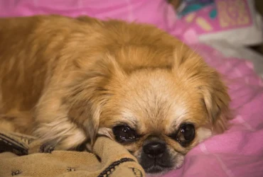 دليل شامل عن تفسير حركات الكلاب