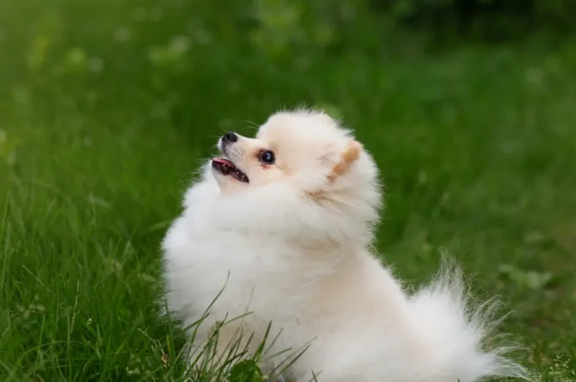 كيف تدرب كلاب البومرينيان على استخدام الحمام