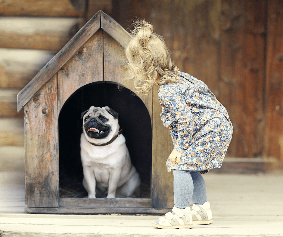 احسن كلاب في العالم