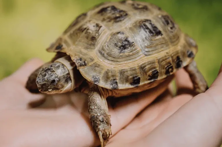 هل تحتاج السلاحف الصغيرة إلى إضاءة؟