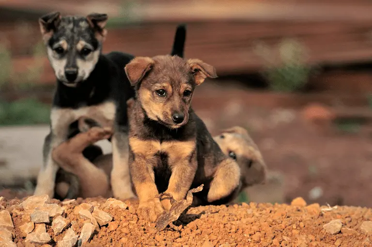 كيف تتبنى كلب شوارع