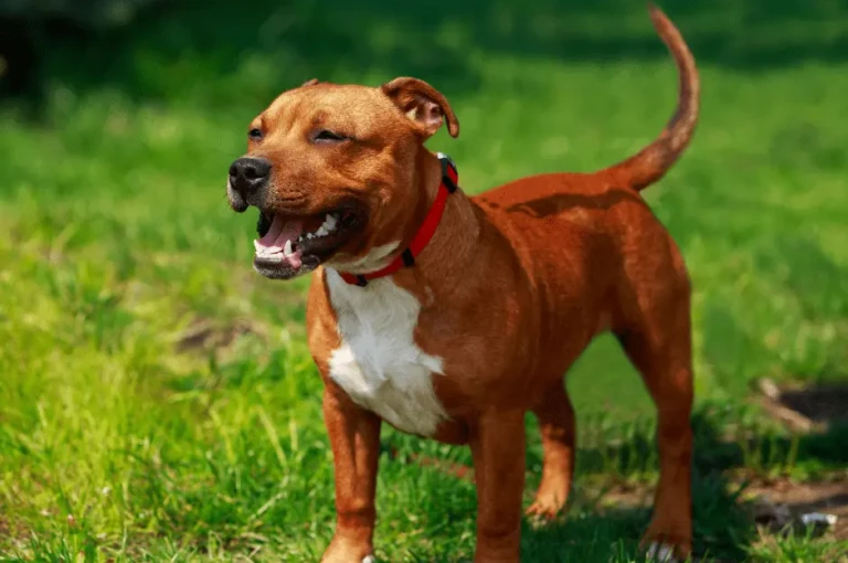 أفضل دليل شامل حول كلاب البيتبول: الخصائص والرعاية والتدريب