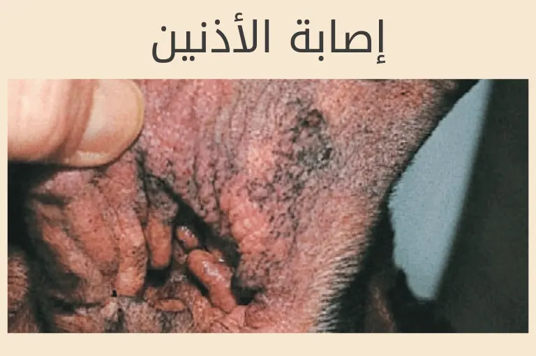 أمراض الكلاب الجلدية بالصور