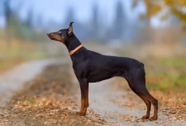 كلاب دوبر مان : السمات، الرعاية، التدريب وأكثر