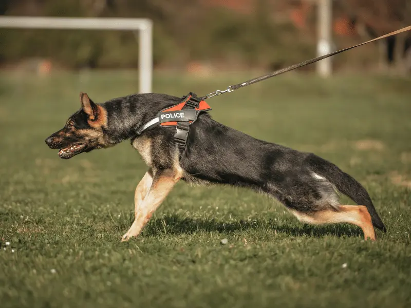 عدوانية الكلاب عند استخدام المقود