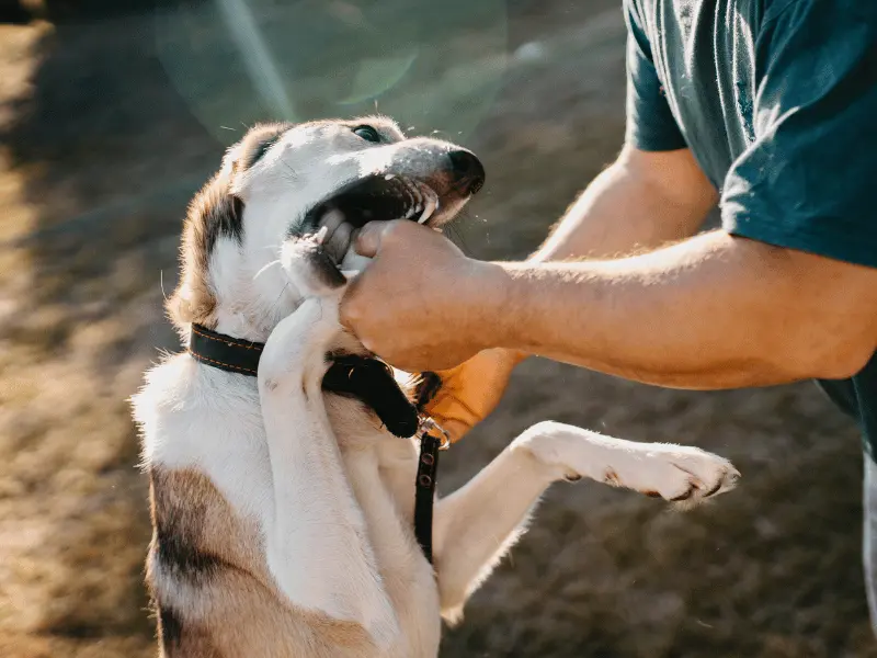 عدوانية الكلب تجاه أفراد الأسرة