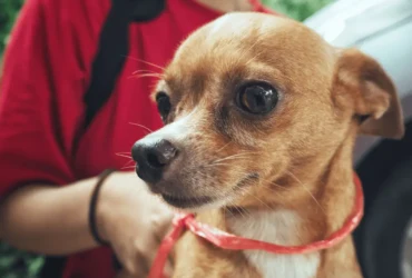 دليل شامل حول كلاب الشيواوا: صفاتها، والعناية بها، وتربيتها