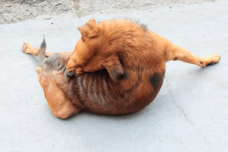 تاثير البراغيث على الكلاب