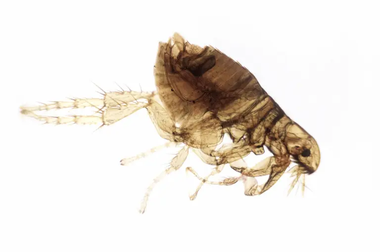 براغيث الكلاب