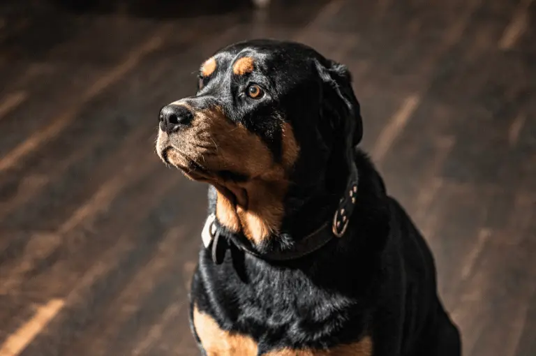 رود فيلر الألماني