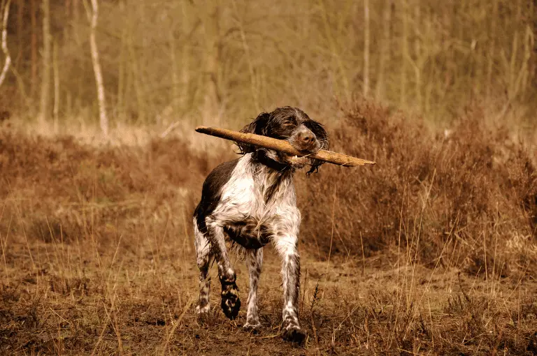 كلاب الصيد: دليل شامل لاختيار ورعاية كلب صيد