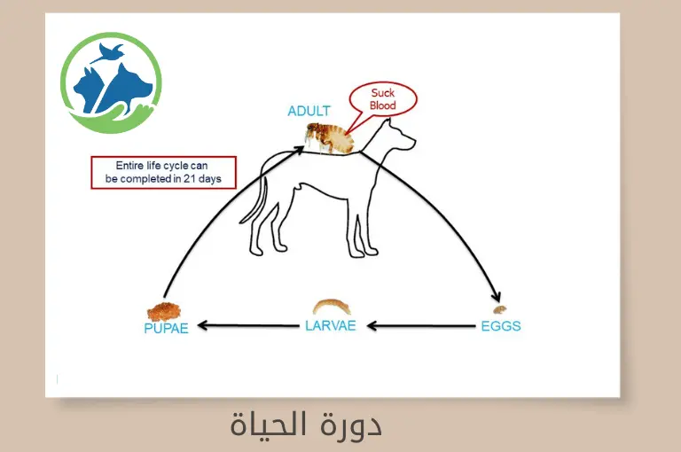 دورة حياة البراغيث