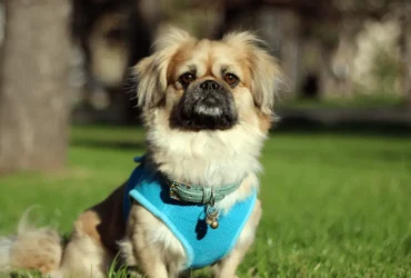 كلاب البيكنواه : دليل شامل عن رعايتها والاهتمام بها