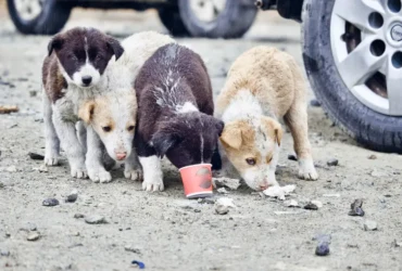 ظاهرة كلاب الشوارع: المشاكل والتحديات والحلول