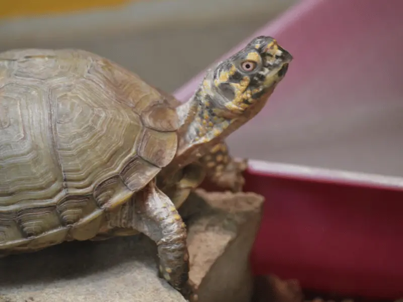 الحوض الأرضي للسلحفاة