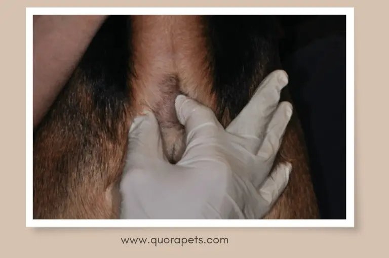 علاج كيس الشرج للكلاب