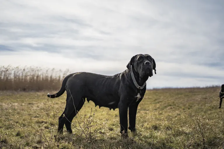 لماذا كلب كين كورسو هو الحارس المثالي لمنزلك