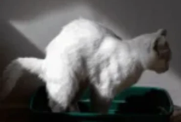 تأثير الطعام على إسهال القطط