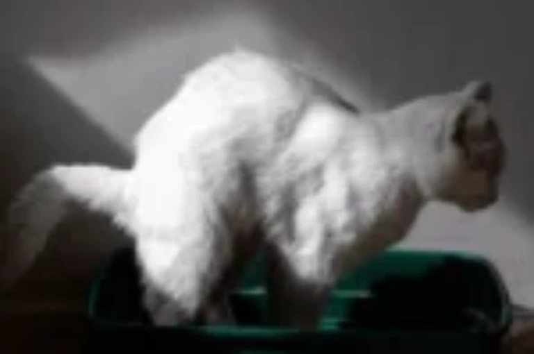 تأثير الطعام على إسهال القطط