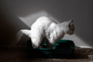 إسهال القطط الأخضر: الأسباب والعلاج والوقاية الشاملة