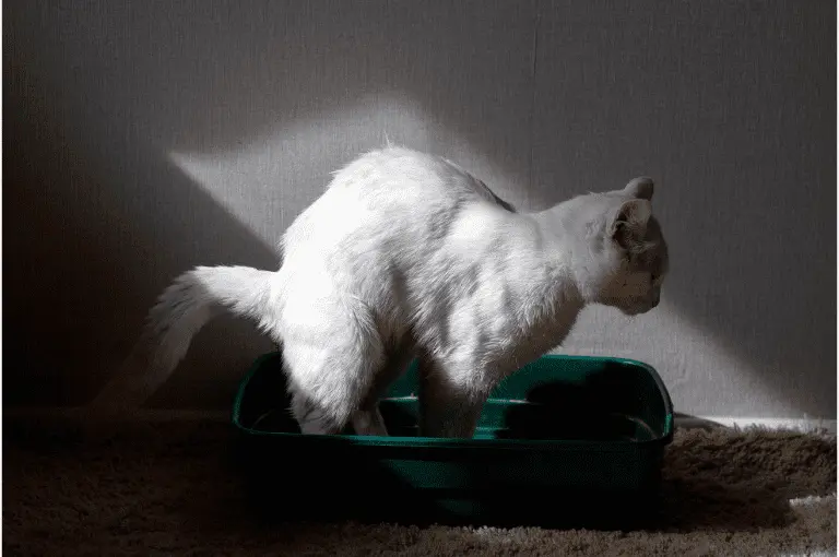 الأمراض التي تسببها الإيشريشيا كولي في القطط