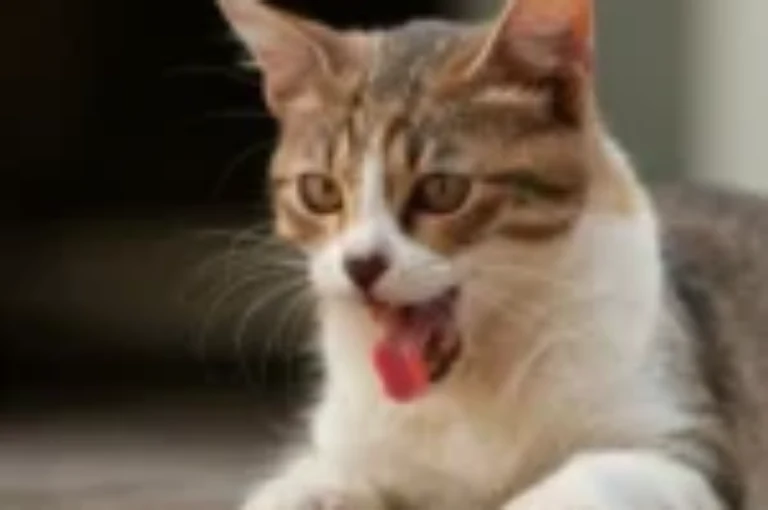 ما سبب ظهور بقع سوداء على فم القطة؟