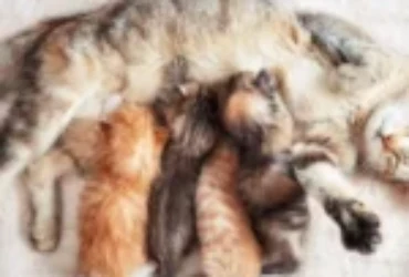 أسباب تغير سلوك القطط بعد الولادة وكيفية التعامل معها