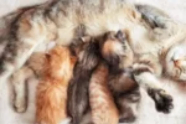 أسباب تغير سلوك القطط بعد الولادة وكيفية التعامل معها