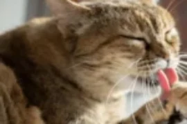 ماهي مشاكل الجهاز الهضمي عند القطط؟