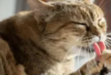 ماهي مشاكل الجهاز الهضمي عند القطط؟