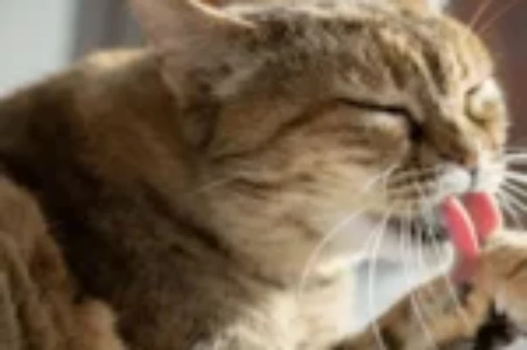 ماهي مشاكل الجهاز الهضمي عند القطط؟