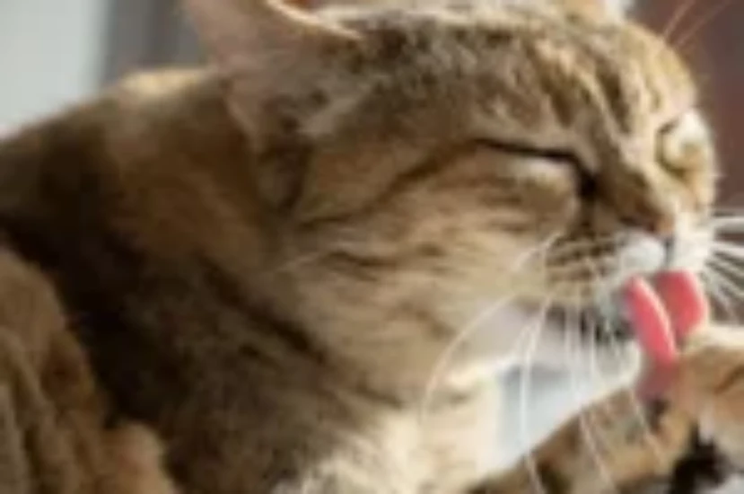 ماهي مشاكل الجهاز الهضمي عند القطط؟