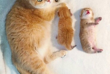 أهم اسباب اجهاض القطط وأعراضه وطرق الوقاية من الإجهاض