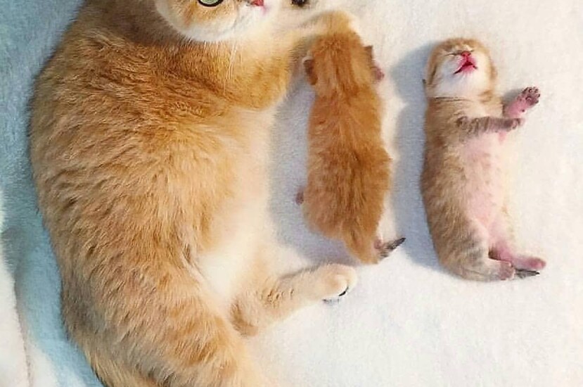 أهم اسباب اجهاض القطط وأعراضه وطرق الوقاية من الإجهاض