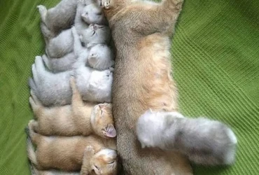 اسباب وعلاج التهاب ثدي القطة المرضعة