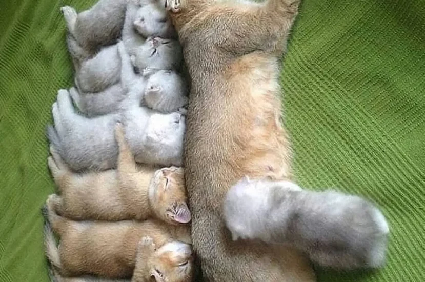 اسباب وعلاج التهاب ثدي القطة المرضعة