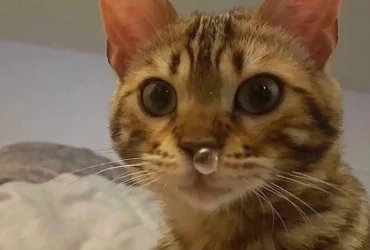 اعراض وعلاج تضيق الصمام الرئوي عند القطط